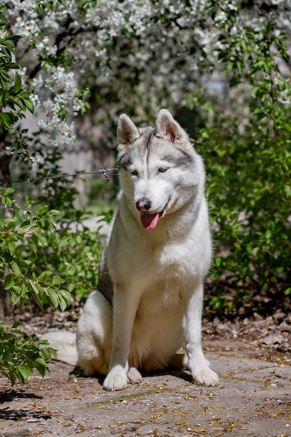 Foto retrato de un husky siberiano afuera
