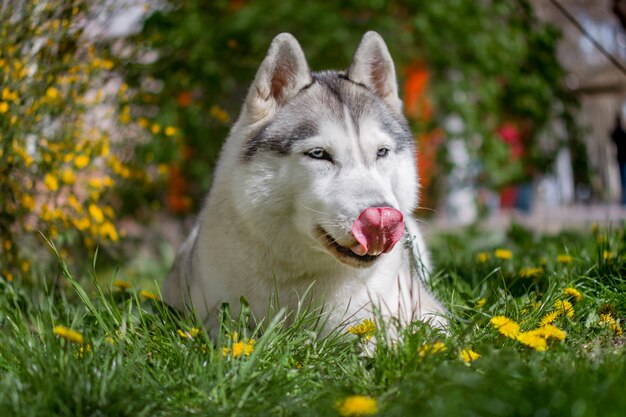 Retrato de un husky siberiano afuera