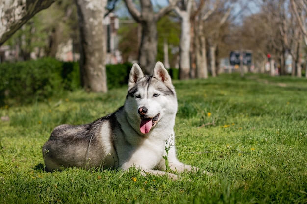 Retrato de un husky siberiano afuera