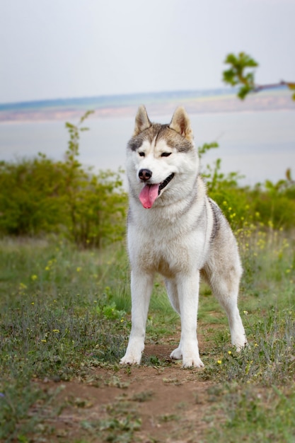 Retrato de un husky siberiano. De cerca. El perro está de pie sobre la hierba. Paisaje. Río de fondo