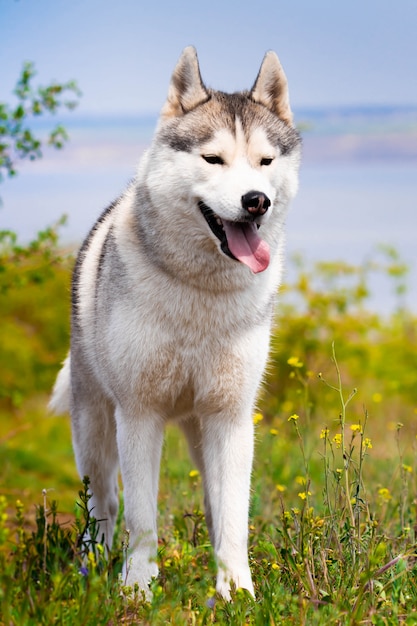 Retrato de un husky siberiano. De cerca. El perro está de pie sobre la hierba. Paisaje. Río de fondo