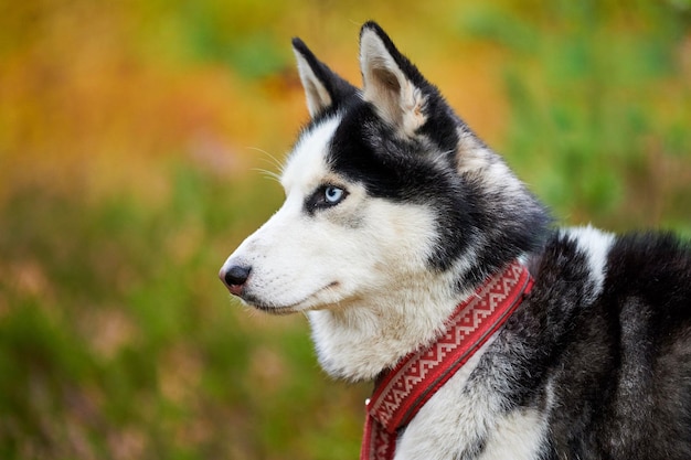 Retrato de husky siberiano de cerca, vista lateral de la cabeza del husky siberiano con pelaje blanco y negro y ojos azules, raza de perro de trineo. Perro Husky en collar rojo al aire libre, fondo de bosque verde borroso