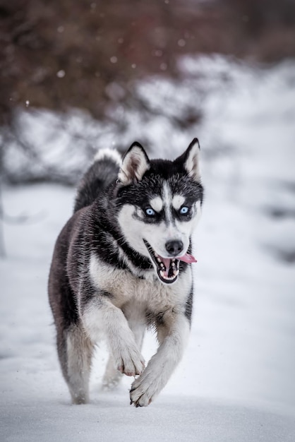 Retrato de husky siberiano corriendo divertido en la nieve