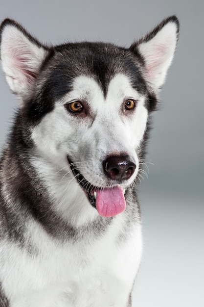 Retrato de husky siberiano sobre fondo gris