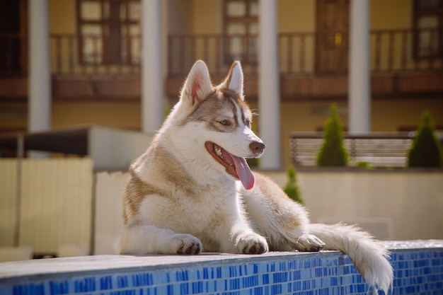 Retrato de husky siberiano