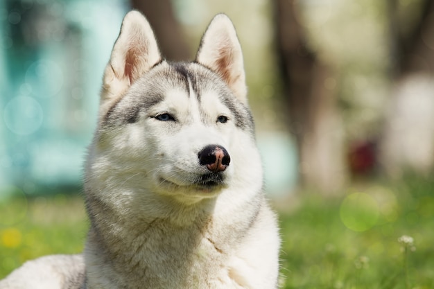 Retrato de husky siberiano