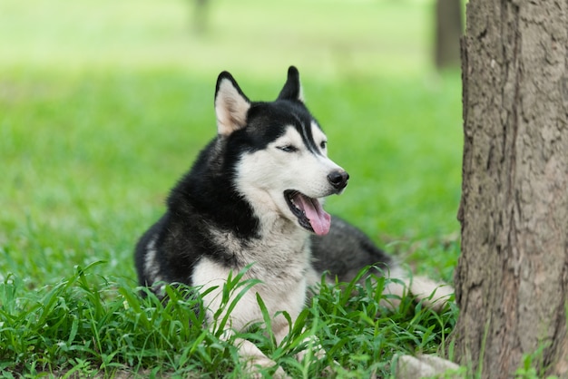 Retrato de Husky siberiano