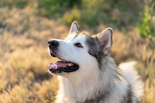 Retrato husky de verano