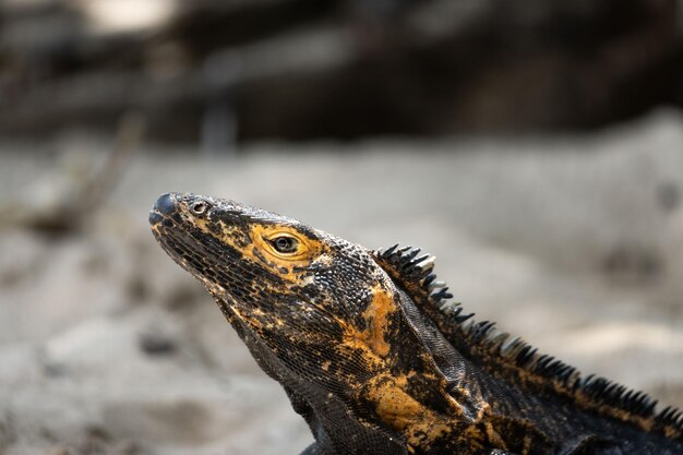 Retrato de una iguana Iguana exótica Retrato de iguana