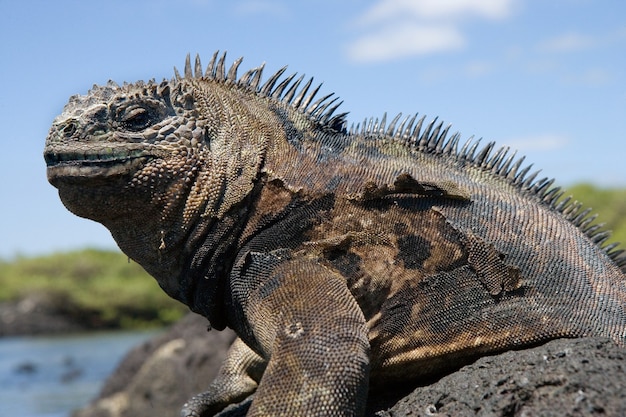 Retrato de la iguana marina en la naturaleza.