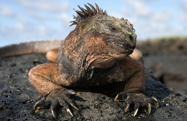 Retrato de la iguana marina en la naturaleza.