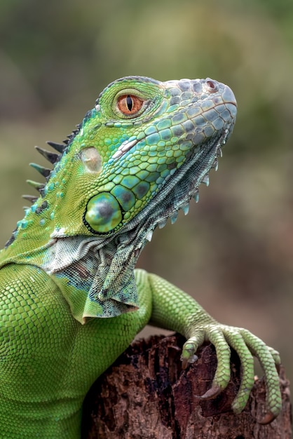 Retrato de una iguana verde en colores brillantes