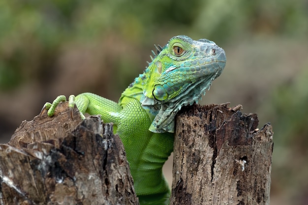 Retrato de una iguana verde en colores brillantes