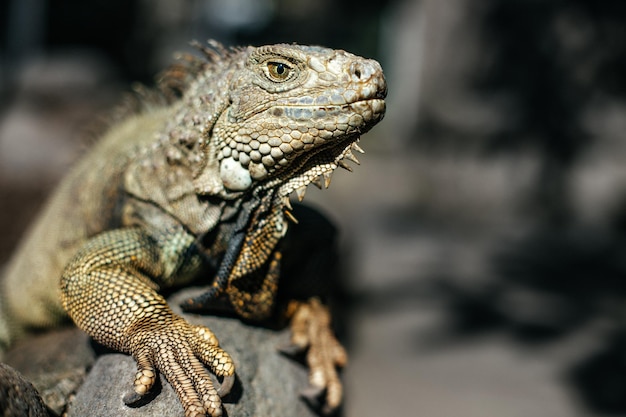 Retrato de una iguana en un zoológico de Bali