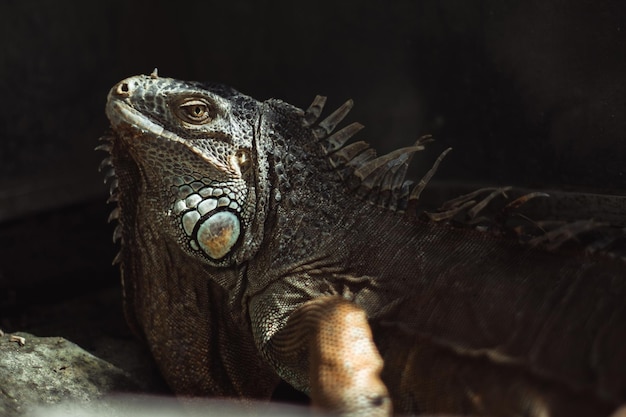 Retrato de una iguana en un zoológico en Bali