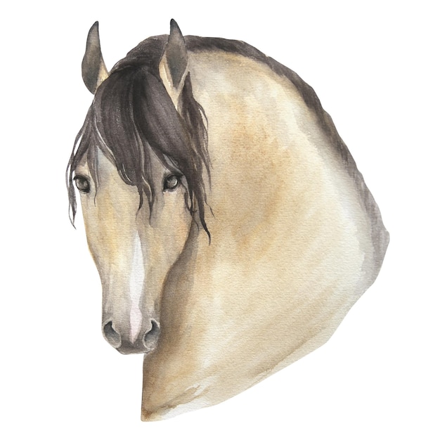 Retrato de ilustración acuarela de caballo aislado sobre fondo blanco