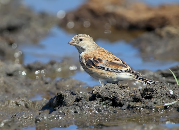 Retrato incomum de uma fêmea de linnet comum (Linaria cannabina) com fundo e água azul A foto pode ser usada para o especificador de campo de pássaros e para guiar pássaros.