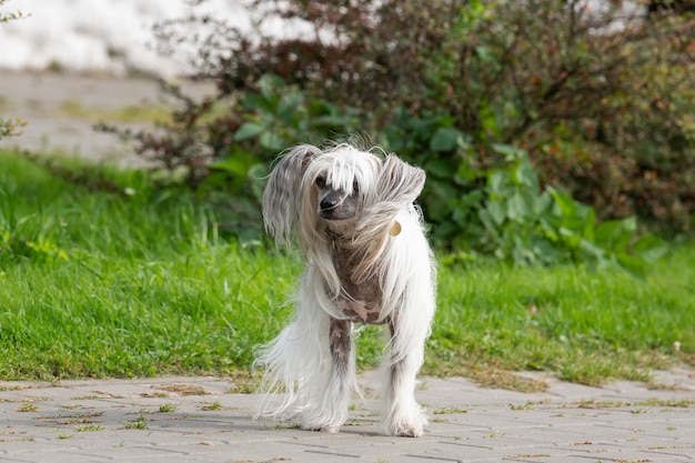 Retrato de increíble perro crestado chino en verano