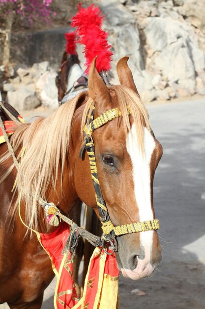 retrato, de, indio, colorido, caballo