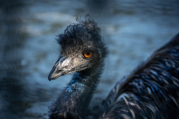 retrato de un interesante gran pájaro emú