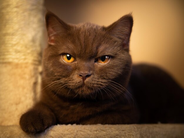 Retrato interno de gato de pêlo curto britânico