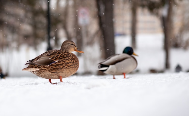 Retrato de invierno de un pato en un parque público de invierno. Los patos están de pie o sentados en la nieve. Migración de aves. Los patos y las palomas en el parque esperan la comida de la gente.