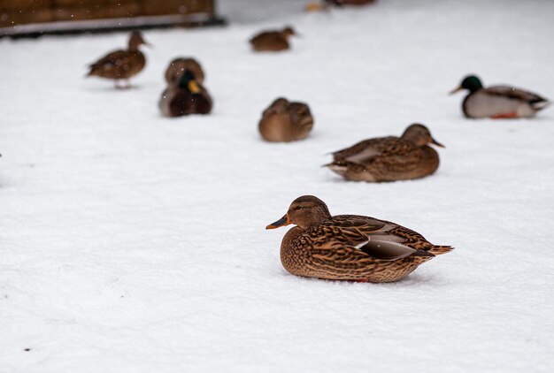 Retrato de invierno de un pato en un parque público de invierno. Los patos están de pie o sentados en la nieve. Migración de aves. Los patos y las palomas en el parque esperan la comida de la gente.