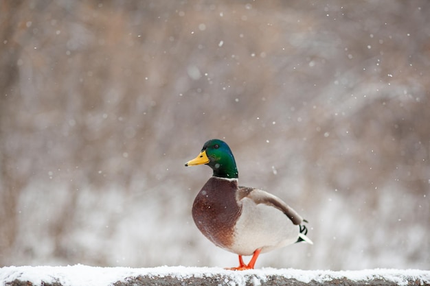 Retrato de invierno de un pato en un parque público de invierno. Los patos están de pie o sentados en la nieve. Migración de aves. Los patos y las palomas en el parque esperan la comida de la gente.