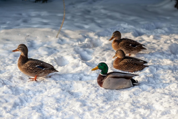 Retrato de invierno de un pato en un parque público de invierno sentado en la nieve