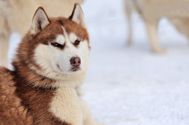 Retrato de invierno de perro husky siberiano