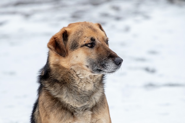 Retrato de invierno de un perro sobre un fondo de nieve