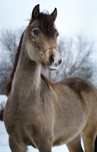 Retrato de invierno de una yegua pony galés. Pardo con puntos negros