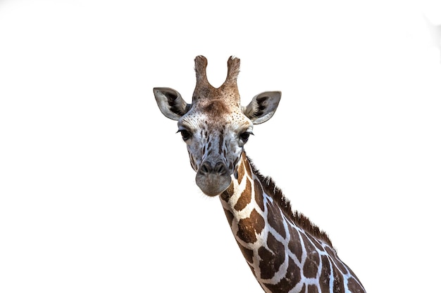 Foto retrato isolado em close-up da girafa namibiana de angola