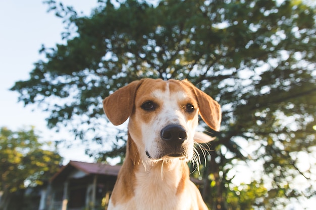 Retrato Jack Russell perro mirando el primer plano de la cámara
