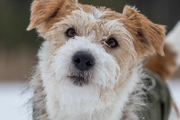 Retrato de un Jack Russell Terrier en una chaqueta verde Perro nevando en el bosque en invierno Fondo para la inscripción