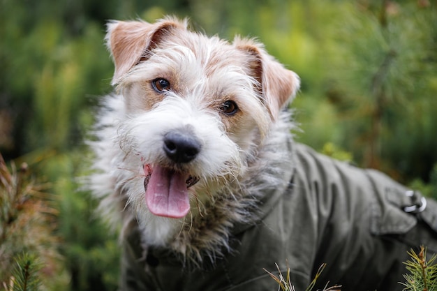 Foto retrato de un jack russell terrier de pelo duro con barba en una chaqueta caqui concepto de perro militar fondo borroso para la inscripción