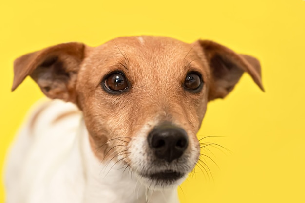 Retrato de Jack Russell Terrier Perro de pura sangre sobre un fondo amarillo Mascotas
