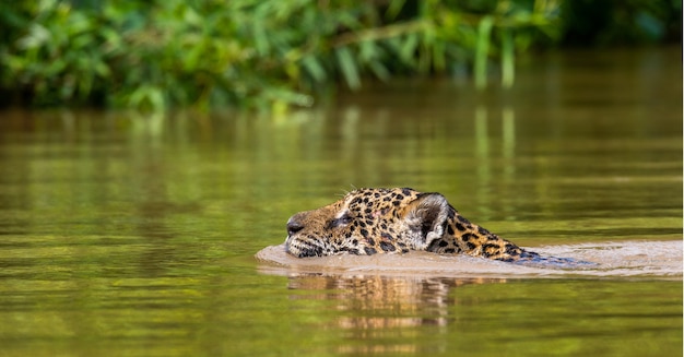 Retrato de un jaguar en la selva