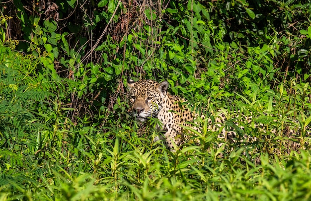 Retrato de un jaguar en la selva