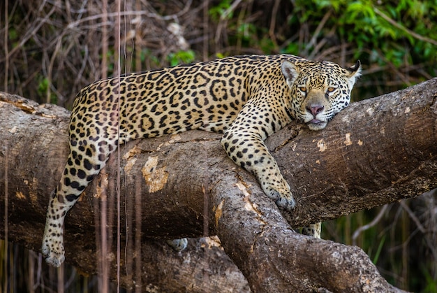 Retrato de un jaguar en la selva