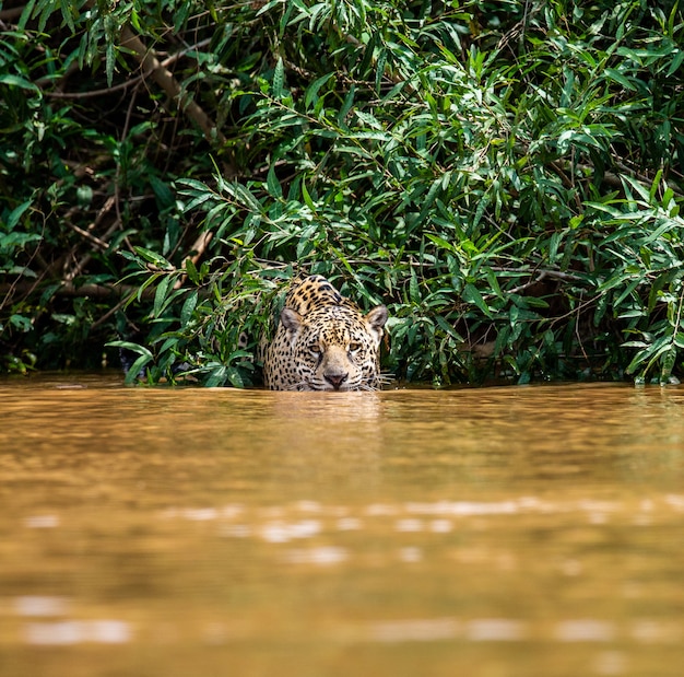 Retrato de un jaguar en la selva