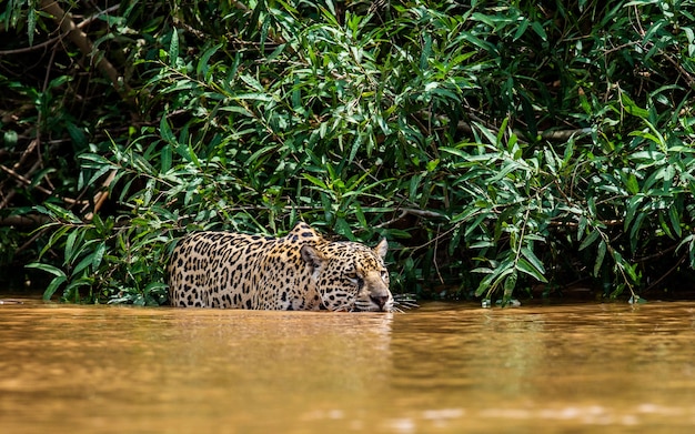 Foto retrato de un jaguar en la selva