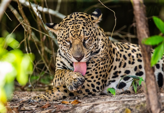 Retrato de un jaguar en la selva