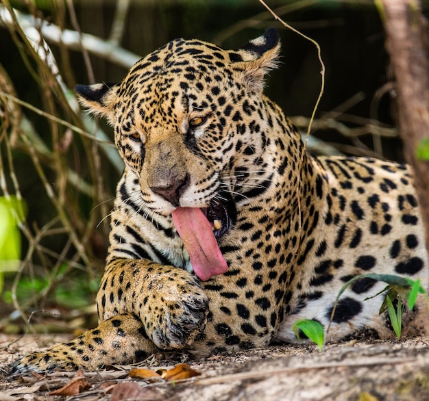 Retrato de un jaguar en la selva