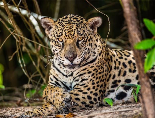 Retrato de un jaguar en la selva