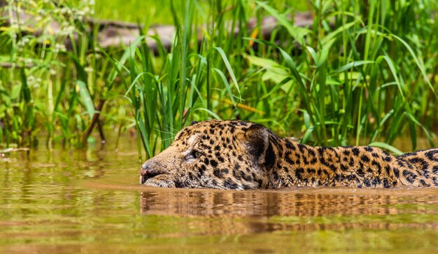 Retrato de un jaguar en la selva