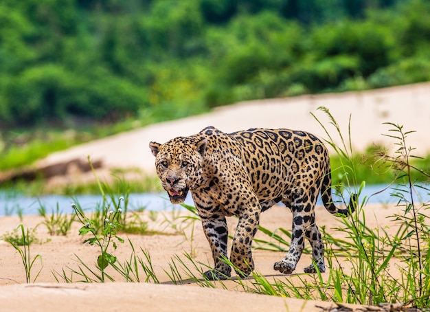 Retrato de un jaguar en la selva