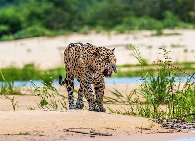 Retrato de un jaguar en la selva