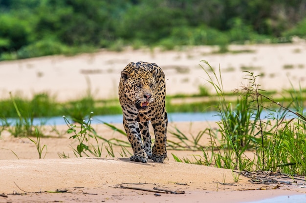 Retrato de un jaguar en la selva