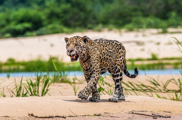 Retrato de un jaguar en la selva